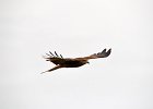 Zwarte wouw (oostelijk) (black-eared kite) Milvus migrans lineatus  - bij Khujirt 17-08-2016 (3)